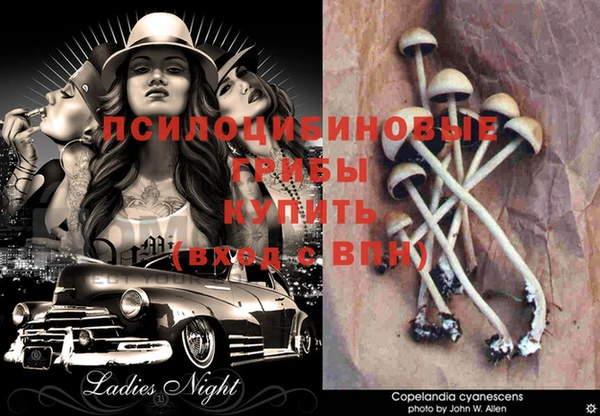 спиды Пересвет