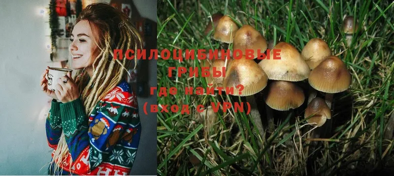 Псилоцибиновые грибы MAGIC MUSHROOMS  Купино 